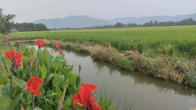 George Town: Balik Pulau Countryside Morning Cycling Tour - Getting to Balik Pulau: A Different Side of Penang Without the Guesswork