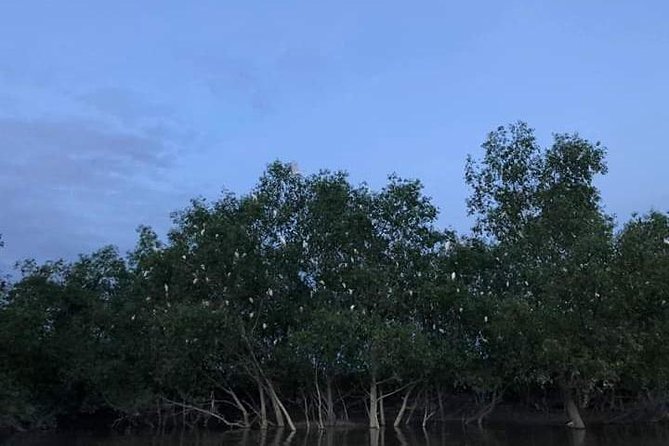 Glowing Kuala Selangor Firefly Tour - Who this tour fits best