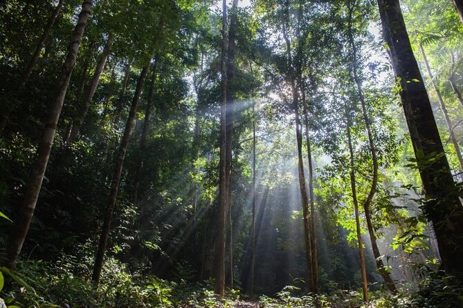 Jungle Odyssey: Unleash Your Adventure in Taman Negara! - Price and Time: How $169.66 Per Person Adds Up