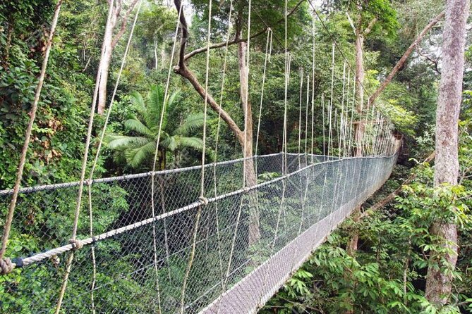 Jungle Odyssey: Unleash Your Adventure in Taman Negara! - Stop 1 in Taman Negara: Rainforest Walking, Caves, and Rivers