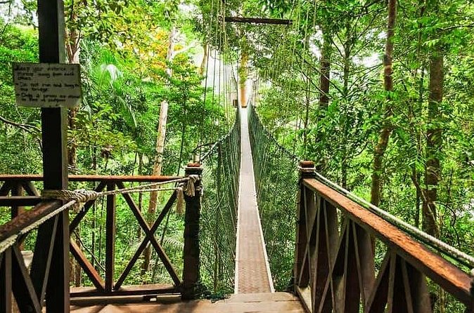 Jungle Odyssey: Unleash Your Adventure in Taman Negara! - Who This Is Best For (And Who Might Want a Different Plan)