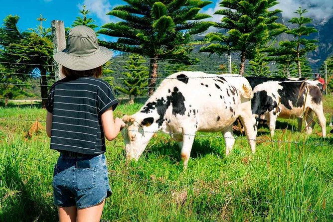 Kinabalu Park With Rumah Terbalik & Desa Cow Farm - Kinabalu Park Botanical Gardens walk, plus lunch in the cool air