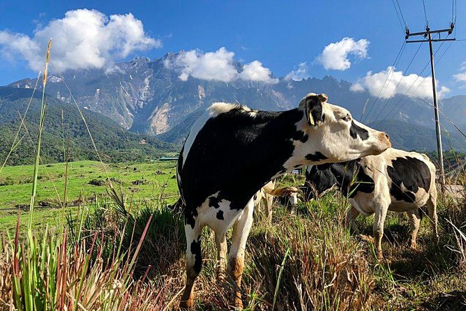 Kinabalu Park With Rumah Terbalik & Desa Cow Farm - Desa Dairy Farm: tasting, cattle time, and bottle-feeding calves