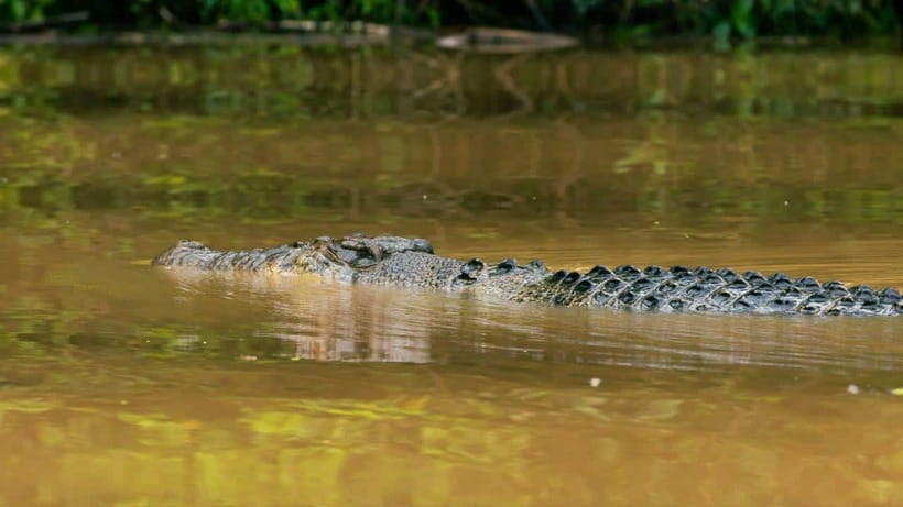 Kinabatangan River Trip from Sandakan with Lunch Included - Key highlights that matter on this day trip