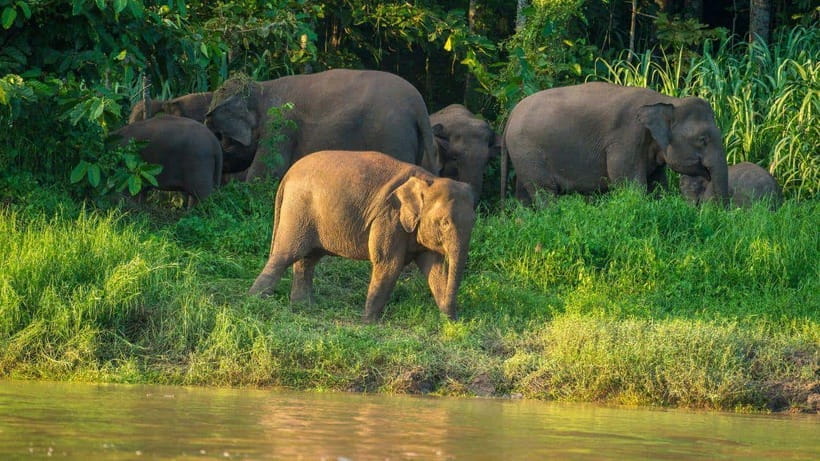 Kinabatangan River Trip from Sandakan with Lunch Included - Sepilok Orang Utan Sanctuary stop plus lunch at Sepilok Jungle Resort