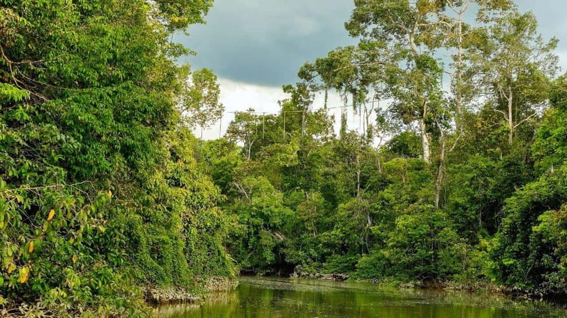 Kinabatangan River Trip from Sandakan with Lunch Included - The Kinabatangan River boat cruise: how to actually spot animals