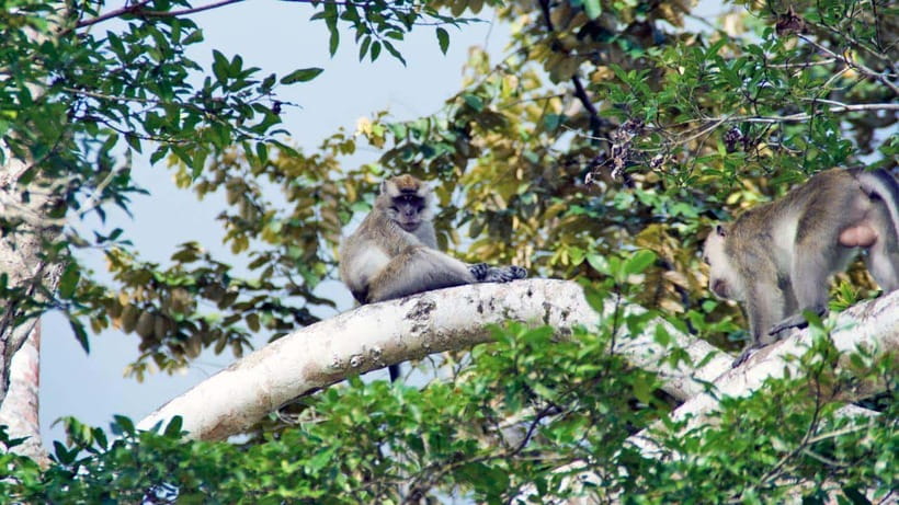 Kinabatangan River Trip from Sandakan with Lunch Included - Who this tour fits best