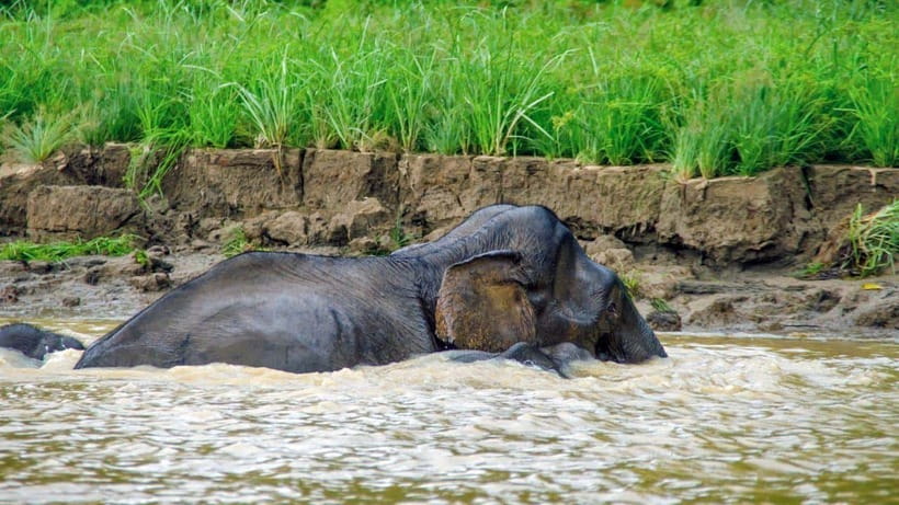 Kinabatangan River Trip from Sandakan with Lunch Included - Pickup in Sandakan, then straight to Sepilok