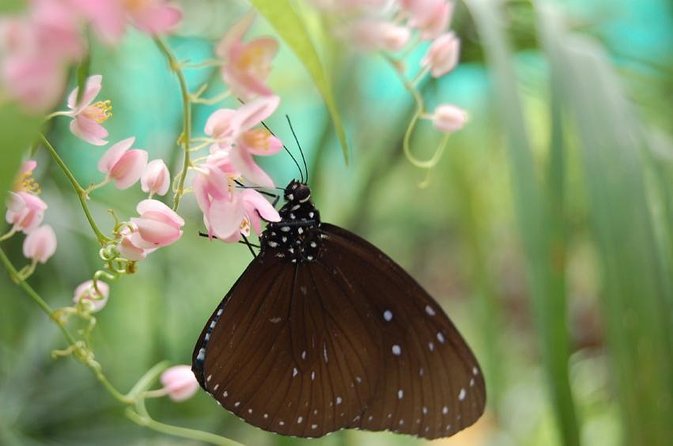 KL Butterfly Park Admission with Kuala Lumpur Famous Landmarks - Getting To KL Butterfly Park Efficiently From Your Hotel