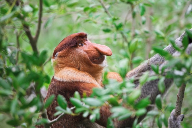 Klias Wildlife Safari River Cruise - Proboscis Monkey & Fireflies - Getting There from Kota Kinabalu: Pickup, Travel Time, and Arrival Feel