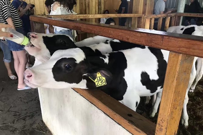 Kota Kinabalu ATV Riding and Dairy Farm at Mountain Kinabalu - Getting picked up at 7:00 am, and why timing can be weird