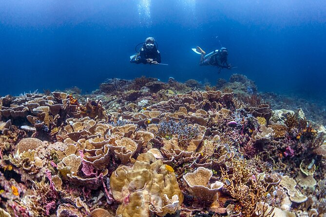Kota Kinabalu Leisure Scuba Diving Trip (3 Dives) - What makes the Marine Park so good for underwater encounters