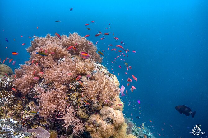 Kota Kinabalu Leisure Scuba Diving Trip (3 Dives) - Your day on the schedule: registration, boat transfer, and lunch break