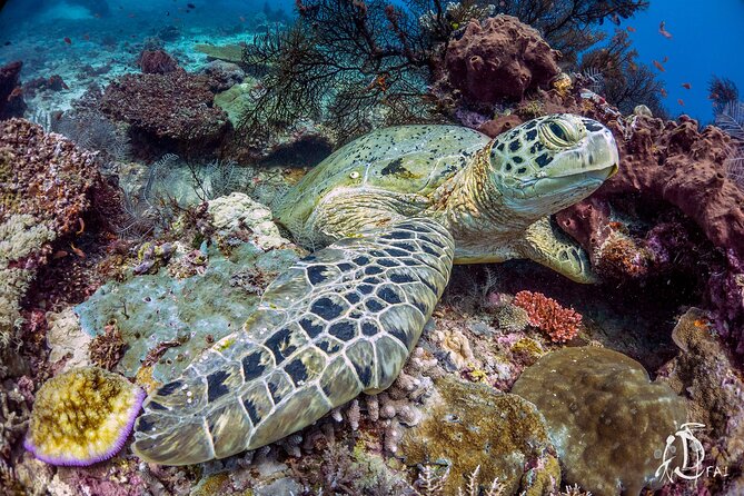 Kota Kinabalu Leisure Scuba Diving Trip (3 Dives) - Three different reef areas, one guided plan