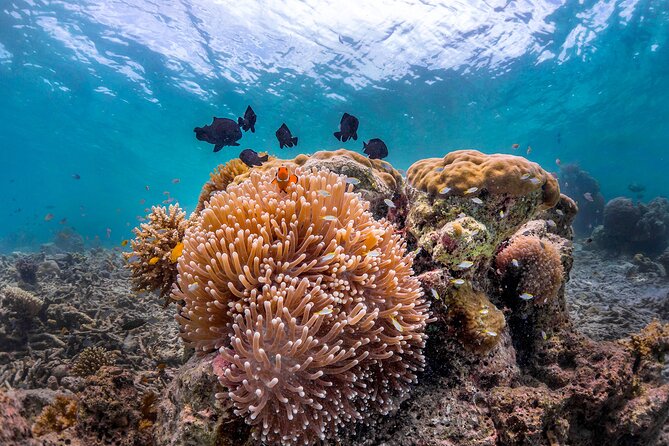 Kota Kinabalu Leisure Scuba Diving Trip (3 Dives) - Equipment, tanks, and what you should bring