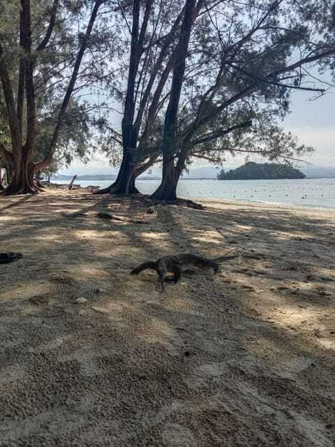 Kota Kinabalu: Manukan & Sapi Islands Snorkeling with Lunch - Should You Book This Manukan and Sapi Snorkeling Tour?