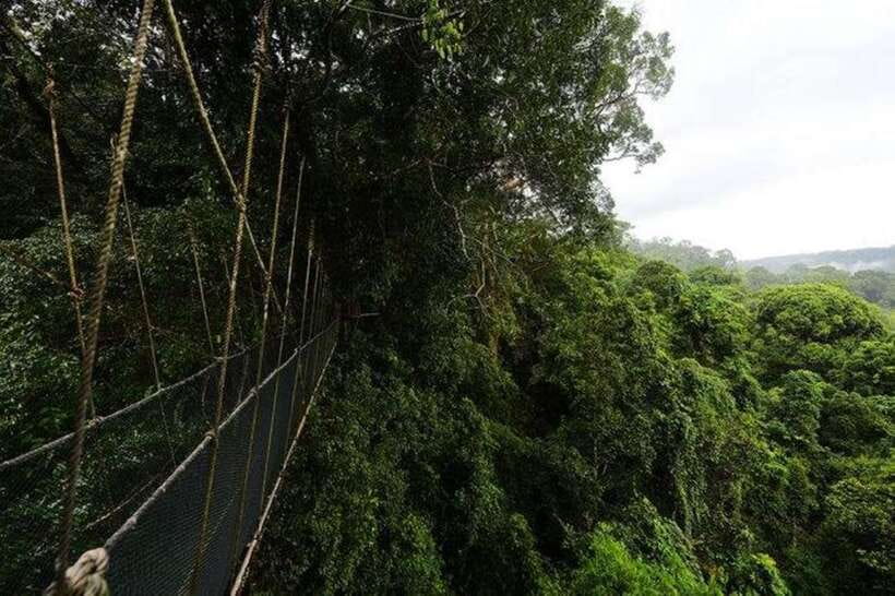 Kota Kinabalu: Private Kundasang and Poring Hot Spring Tour - Sibau-Sibau and Silau-Silau trails, including hanging bridges and wildlife