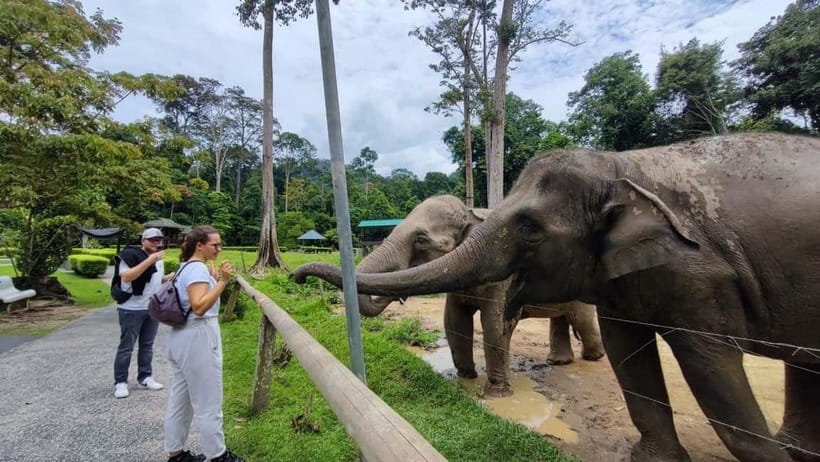 Kuala Lumpur: Batu Caves & Kuala Gandah Elephant Sanctuary - Batu Caves: Lord Murugan’s towering presence and the 272-step hike