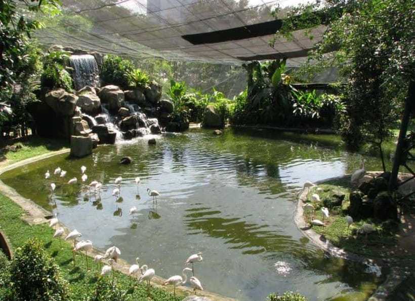 Kuala Lumpur: Bird Park, Butterfly & Garden Private Tour - Why KL Bird Park and Butterfly Park Feel Different From Typical Sightseeing