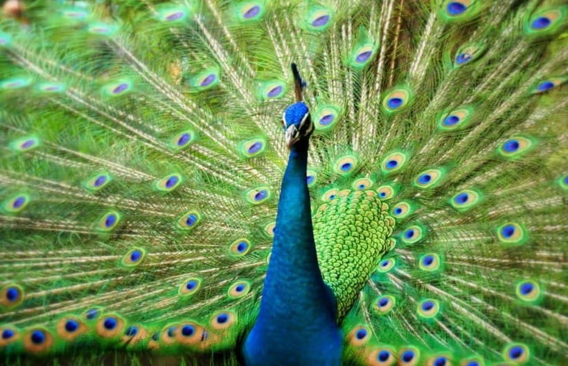Kuala Lumpur: Bird Park, Butterfly & Garden Private Tour - The 4-Hour Flow: Pickup, Perdana Botanical Garden, and First Park Time