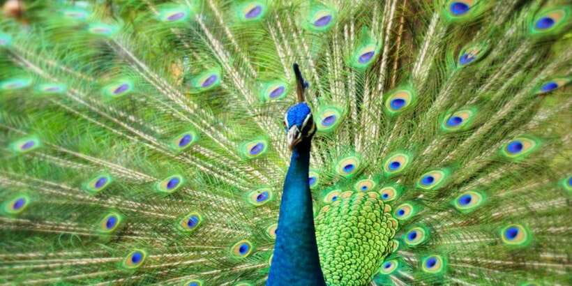 Kuala Lumpur: Bird Park, Butterfly & Garden Private Tour - Getting the Most Out of the Tour: Timing, Communication, and Comfort