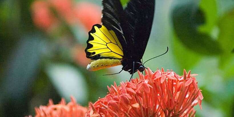 Kuala Lumpur: Bird Park, Butterfly & Garden Private Tour - Who Should Book This Private KL Bird Park, Butterfly and Garden Tour