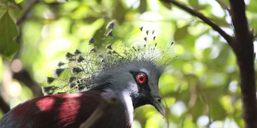 Kuala Lumpur: Bird Park, Butterfly & Garden Private Tour - Should You Book This Tour?