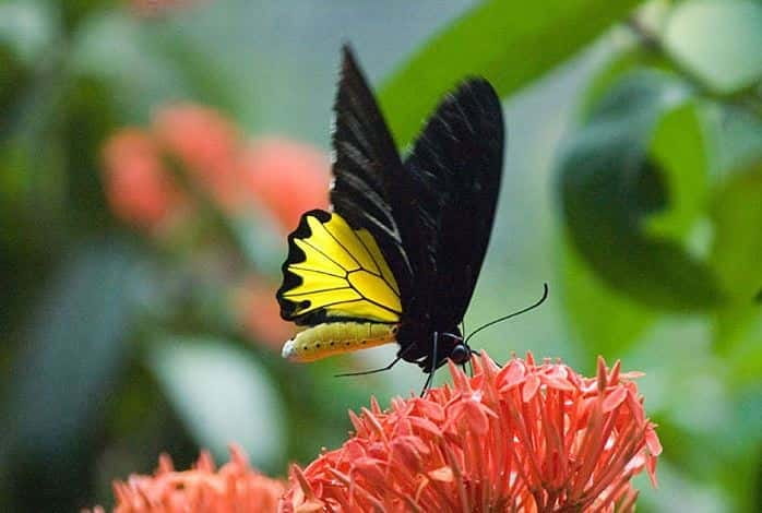 Kuala Lumpur: Bird Park, Butterfly & Garden Private Tour - KL Bird Park: The Walk-In Free-Flight Aviary Plus Bird Shows Every 2 Hours