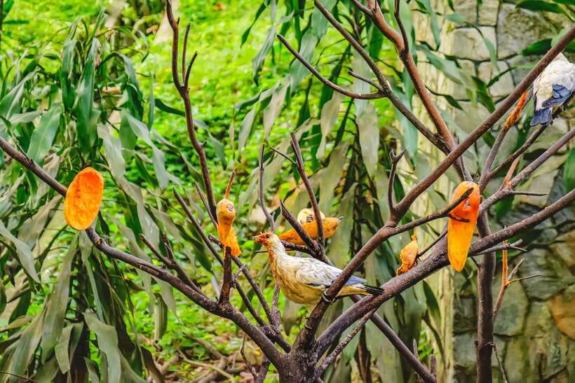 Kuala Lumpur: Bird Park Day Ticket & 1-Way Transfer - Why Kuala Lumpur Bird Park is such a good day in the middle of the city