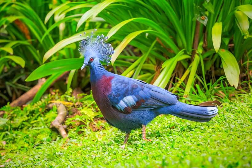 Kuala Lumpur: Bird Park Day Ticket & 1-Way Transfer - Free-flight zones vs. Zone 4 cages: what that means for your expectations