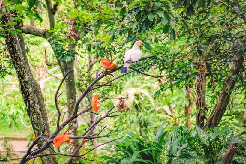 Kuala Lumpur: Bird Park Day Ticket & 1-Way Transfer - The 1-way transfer from KL Golden Triangle: easy start, plan for the return