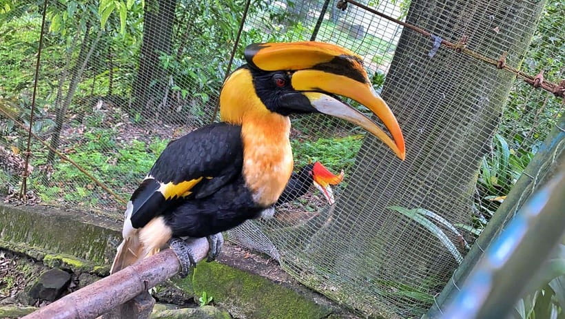Kuala Lumpur: Bird Park Day Ticket & 1-Way Transfer - What your bird park day feels like on the ground