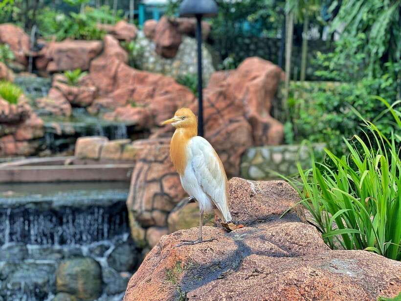 Kuala Lumpur: Bird Park Day Ticket & 1-Way Transfer - Bird feedings and shows: how to time your visit without overplanning