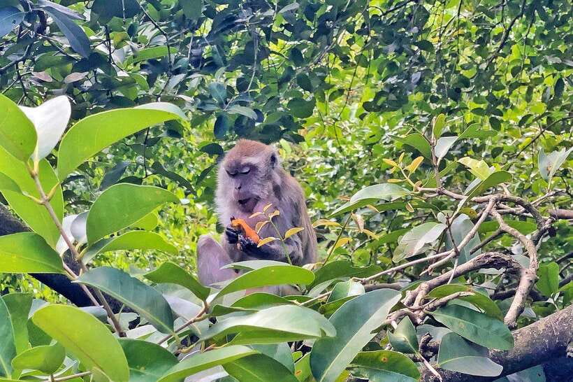 Kuala Lumpur: Bird Park Day Ticket & 1-Way Transfer - Practical tips that actually help once you’re there