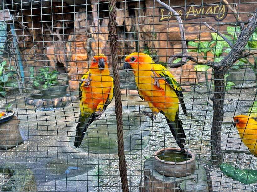 Kuala Lumpur: Bird Park Day Ticket & 1-Way Transfer - Price and value: is the $30 ticket a fair deal?