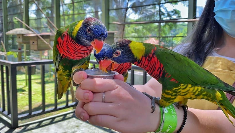 Kuala Lumpur: Bird Park Day Ticket & 1-Way Transfer - Who this day trip suits best