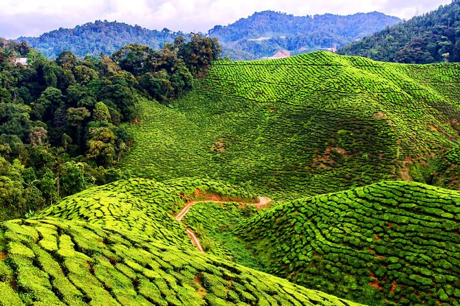 Kuala Lumpur: Cameron Highlands & Batu Caves Private Day Tour - Cameron Bharat Tea Estate: Tea Valley Walking Time