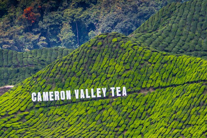 Kuala Lumpur: Cameron Highlands & Batu Caves Private Day Tour - Brinchang and the Orang Asli Community Visit