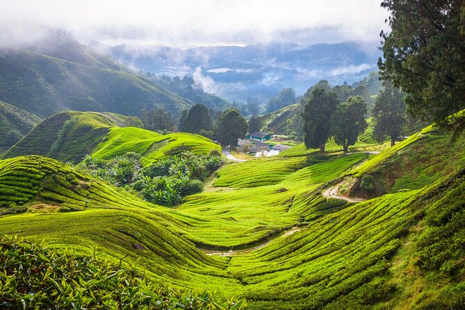Kuala Lumpur: Cameron Highlands & Batu Caves Private Day Tour - Cactus Valley: Small Stop, Fun Texture Change
