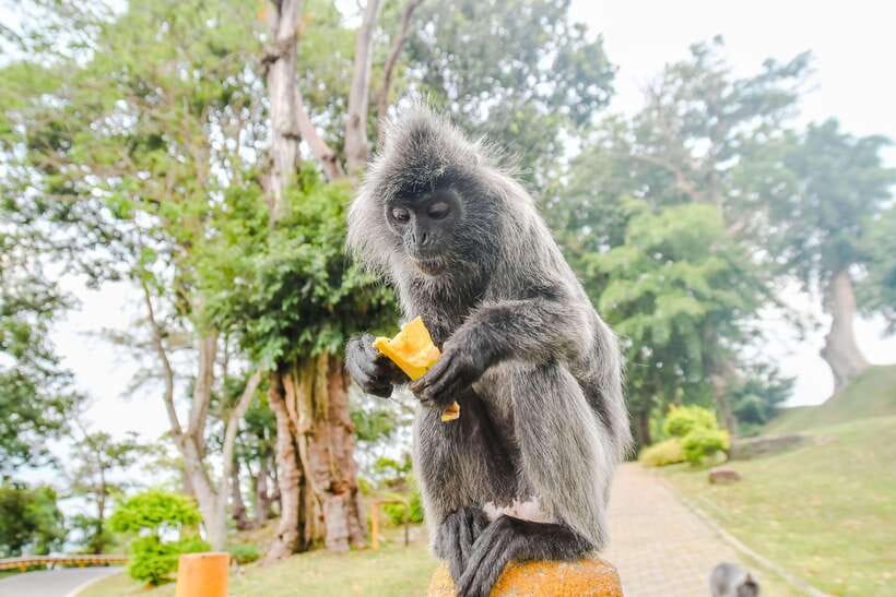 Kuala Lumpur: City Sights, Batu Caves and Fireflies Day Trip - A 9-hour hit list that actually works