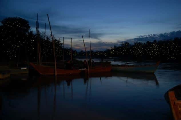 Kuala Lumpur: Fireflies & Blue Tears Tour with Seafood Meal - Key highlights you should care about
