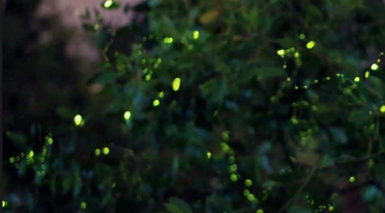 Kuala Lumpur: Fireflies & Blue Tears Tour with Seafood Meal - Why this Kuala Selangor night tour hits different from central KL