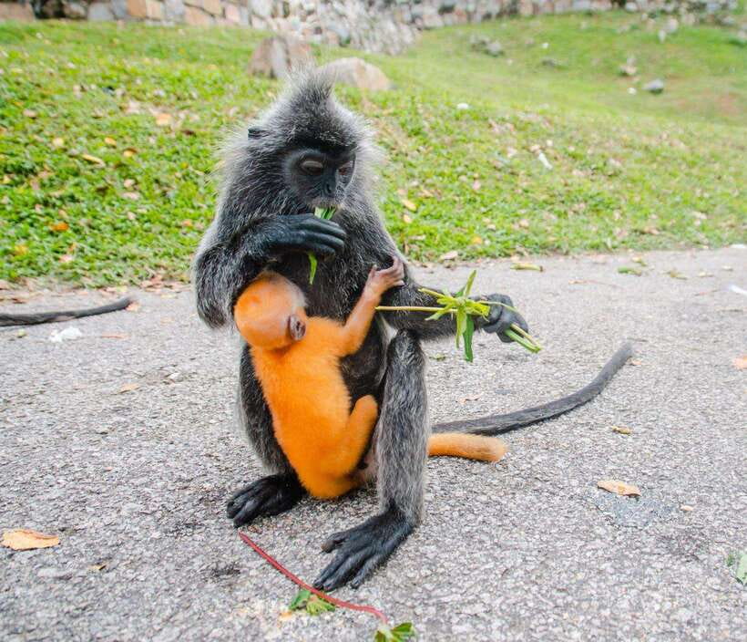 Kuala Lumpur: Fireflies & Blue Tears Tour with Seafood Meal - Melawati Hill: the silver leaf monkey stop you will remember
