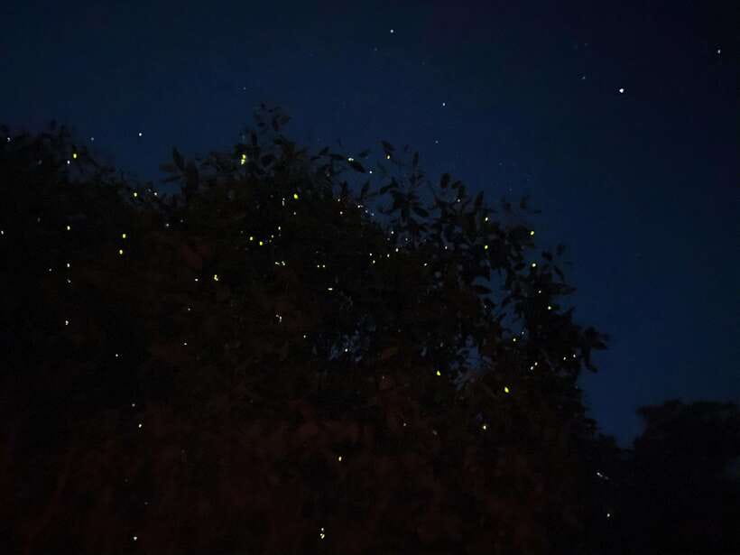 Kuala Lumpur: Kuala Selangor Fireflies and Blue Tears Tour - Key highlights you will actually care about
