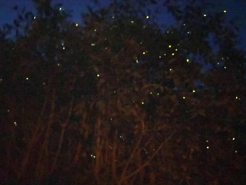 Kuala Lumpur: Kuala Selangor Fireflies and Blue Tears Tour - The Firefly Cruise on Kuala Selangor: How to Catch the Twinkle Show