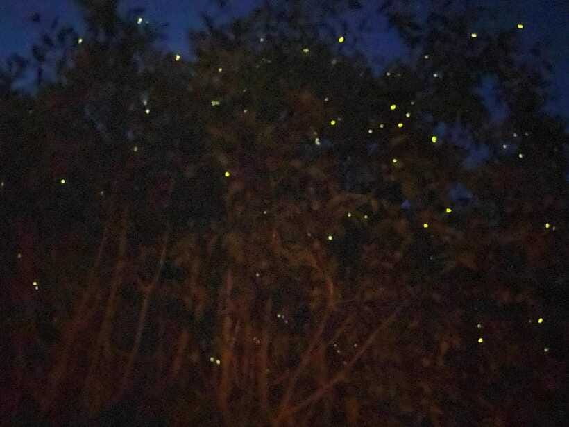 Kuala Lumpur: Kuala Selangor Fireflies and Blue Tears Tour - The Blue Tears Search: Bioluminescence, Legends, and Why It Can Be Hit or Miss