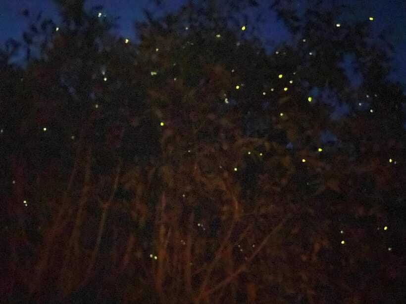 Kuala Lumpur: Kuala Selangor Fireflies and Blue Tears Tour - Is It Good Value at About $79 Per Person?