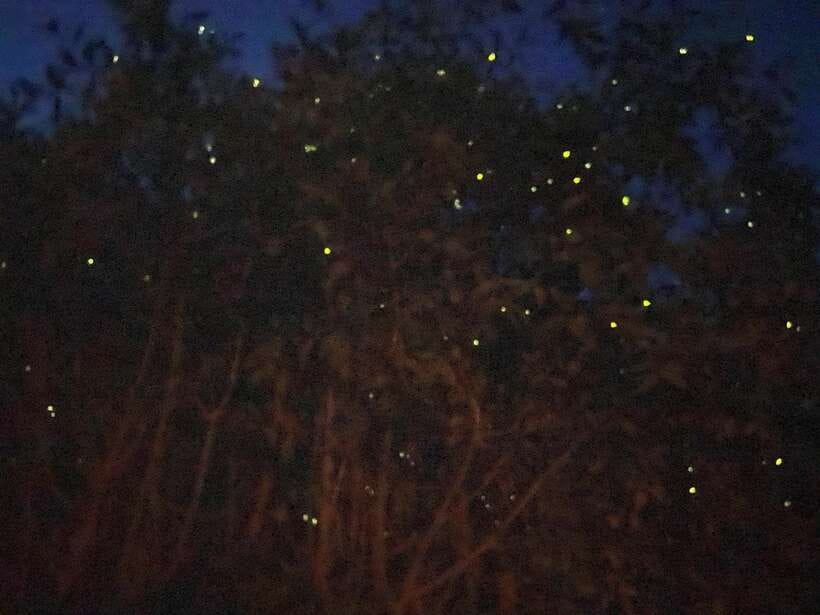 Kuala Lumpur: Kuala Selangor Fireflies and Blue Tears Tour - Kota Melawati: The Fort Sights, the Monkey Area, and Real Expectations