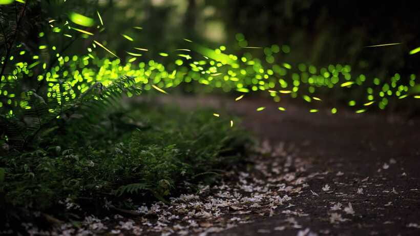 Kuala Lumpur: Kuala Selangor Firefly Tour and Dinner - Wildlife and Wildlife Rules: Monkeys, Birds, and Staying Respectful