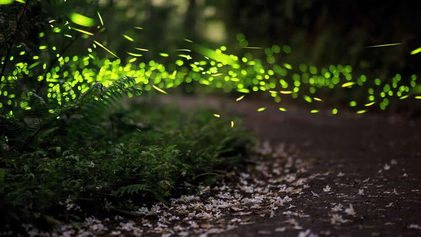 Kuala Lumpur: Kuala Selangor Firefly Tour and Dinner - The 16:00 Pickup and the Pace of a 6-Hour Half-Day